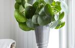 Pilea peperomioides, czyli kwiat pieniążek