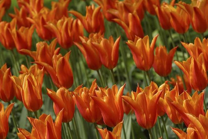 Tulipany i krokusy nie kwitną