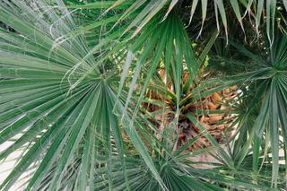 Palma waszyngtonia - palma meksykańska - jak uprawiać i pielęgnować waszyngtonię?