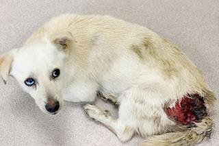 Pies z otwartą raną w lecznicy ADA w Przemyślu