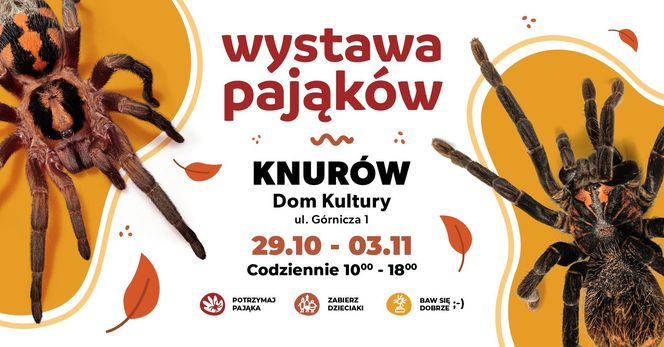 Wystawa pająków w Knurowie - od 29 października do 3 listopada 