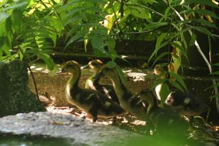 Niesamowite narodziny w warszawskim ZOO. Ten gatunek kaczki znika ze świata 