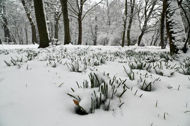 Śnieżny Szczecin 