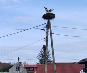 Deszcz uszkodził dom bocianiej rodziny w Krutyni