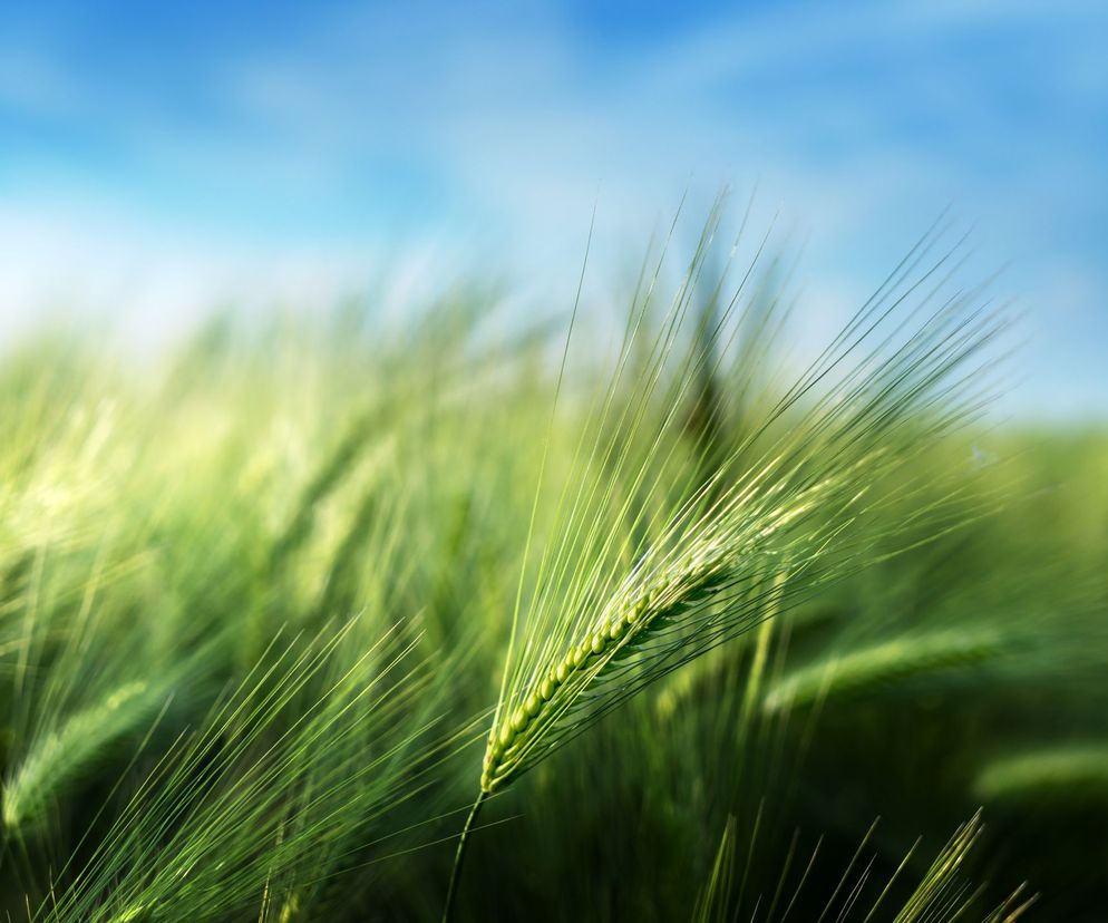 Alergia wziewna na żyto. Okres pylenia żyta. Objawy alergii wziewnej na żyto