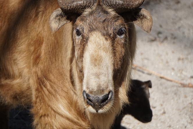 We wrocławskim zoo urodził się drugi w Polsce takin złoty