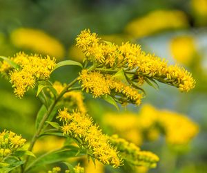 Dba o układ moczowy, sprzyja układowi krążenia. Właściwości i zastosowania złotej rośliny