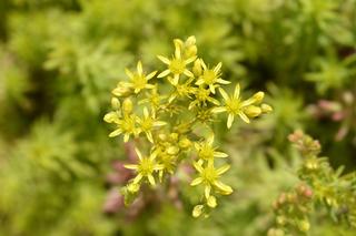 Rozchodnik ościsty  'Angelina'