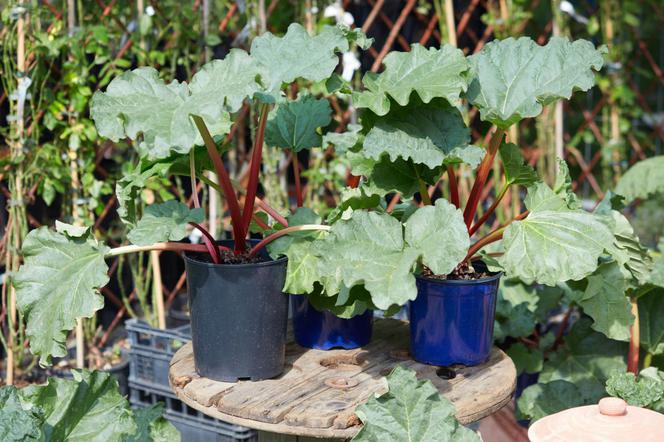 Rabarbar dłoniasty - Rheum palmatum