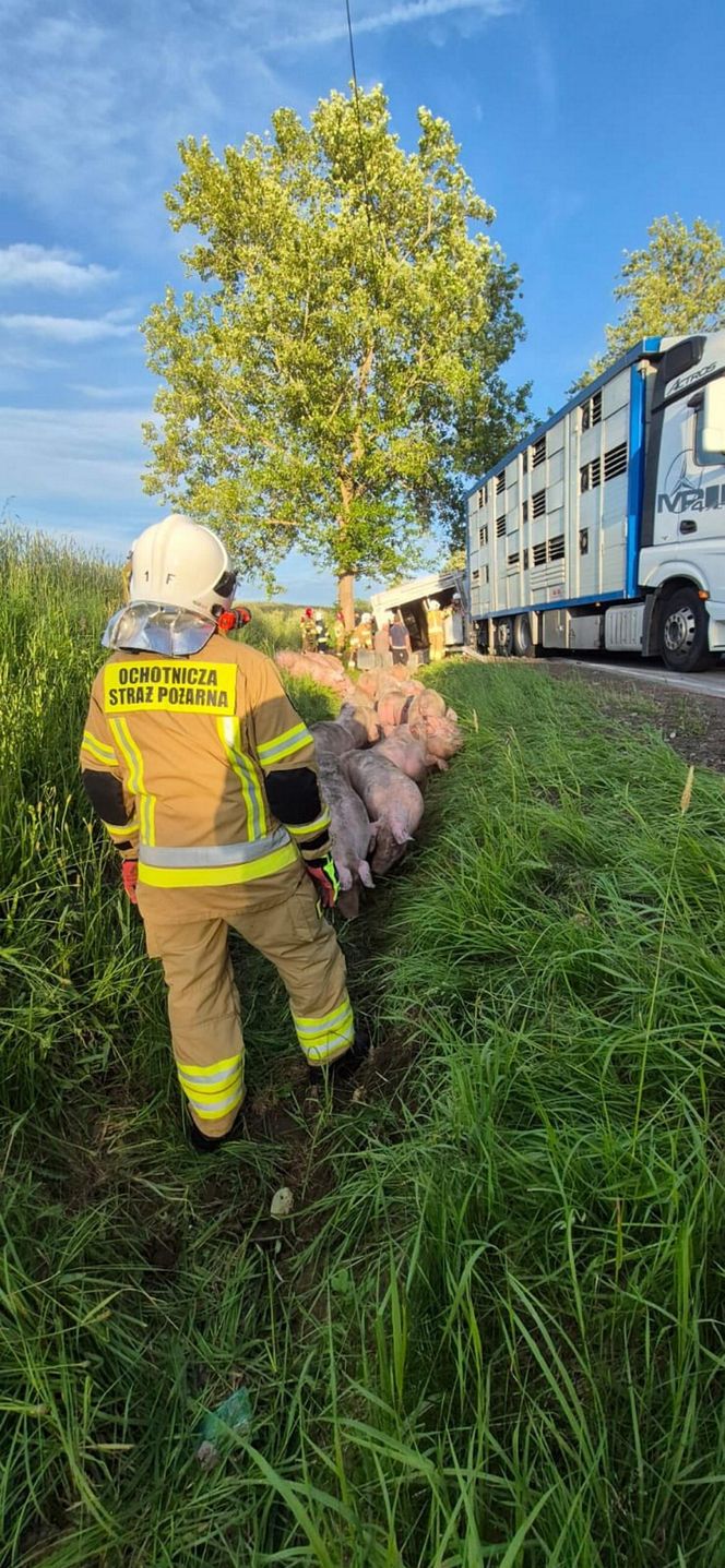 170 świń na drodze. To efekt wypadku drogowego pod Bytowem [ZDJĘCIA]