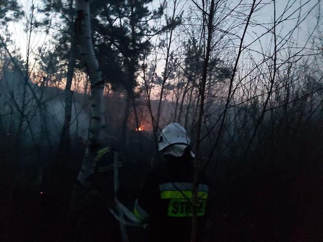 Wyciągnęli padalca z pożogi