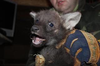 Warszawskie zoo ma nowych mieszkańców: Zobaczcie wilki grzywiaste [ZDJĘCIA]