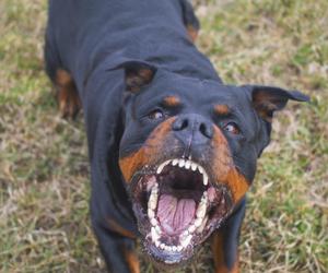 Rottweilery rozszarpały 57-latka. Właściciele psów nie staną przed sądem