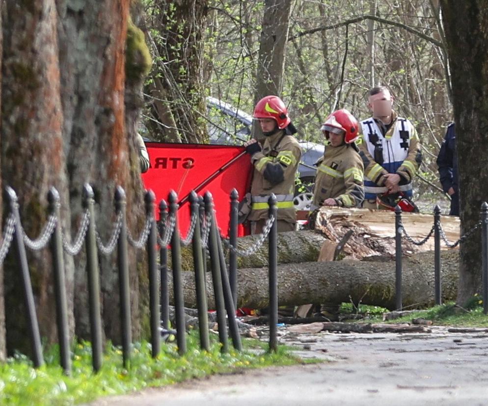 Drzewo zabiło dwie kobiety i dziecko. Burmistrz reaguje