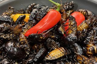 Kulinarny weekend w Lublinie. Spróbowaliśmy smażonych owadów