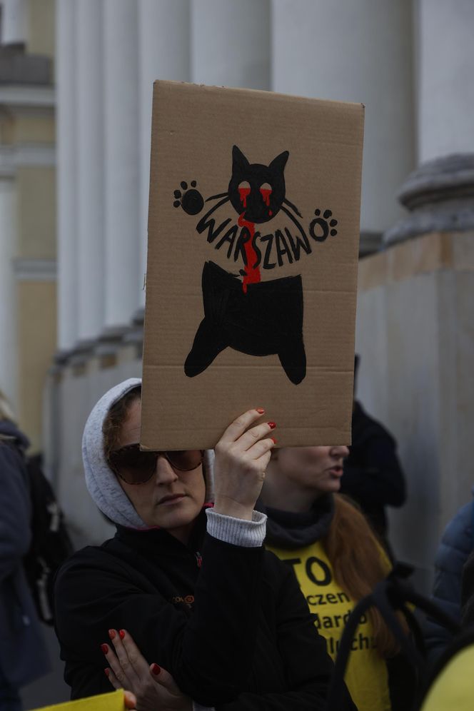 Wielki protest przez ratuszem. Wolontariusze walczą o życie kotów