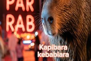 Kapibara w Szczecinie