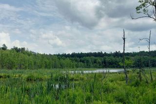 W woj. warmińsko-mazurskim powstaną nowe rezerwaty. Sprawdź lokalizacje