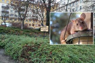 Szczury na placu Ratajskiego w Poznaniu. Interwencja radnej Koalicji Obywatelskiej