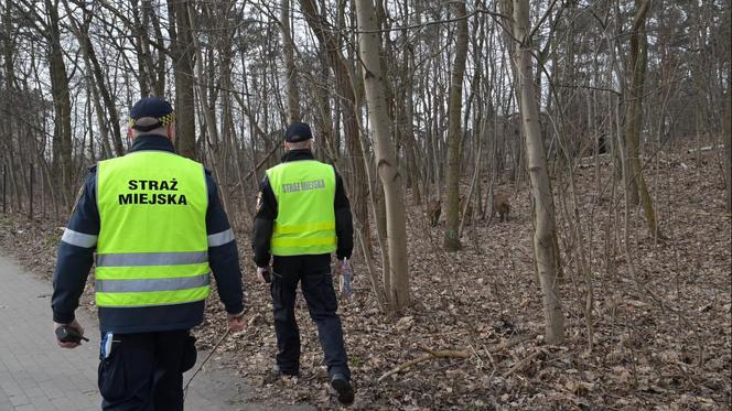  Obława na dziki w Legionowie. Komendant straży miejskiej apeluje: "Nie dokarmiajmy!"
