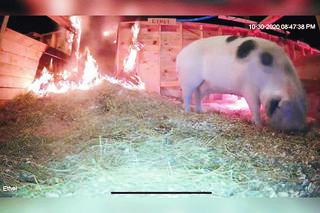 Uratowała dwie ciężarne świnie z pożaru. Podglądała je przez kamerę internetową