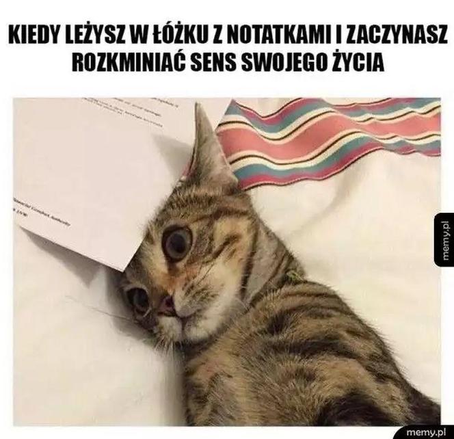 Egzamin ósmoklasisty 2024 memy! Padniesz ze śmiechu, gdy to zobaczysz [GALERIA]
