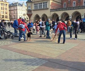 33. Finał WOŚP z grupą krakowskich Golden Retrieverów