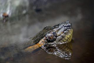 Odkryto nowy gatunek węża. Waży 500 kilogramów