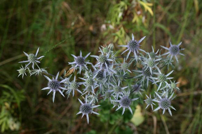 Mikołajek płaskolistny - Eryngium planum