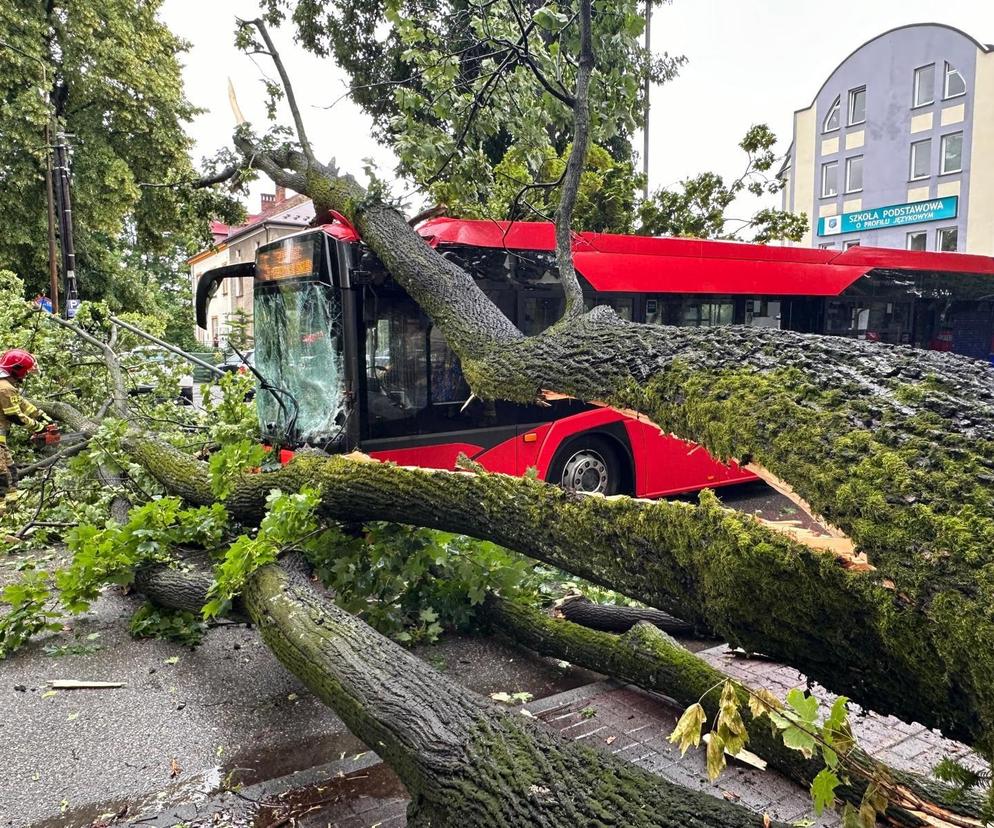 Drzewo przewróciło się na autobus komunikacji miejskiej w Żywcu