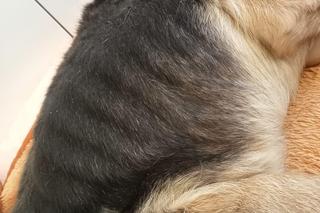 Zgotowali piekło 16-letniemu psu. Właściciel: „Nie będę mu stawiał kanapy i piekł tortu”