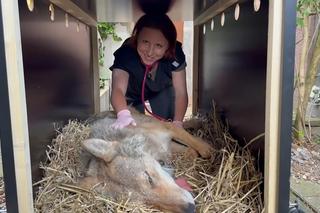 Wilk potrącony przez auto na S7 wrócił na wolność