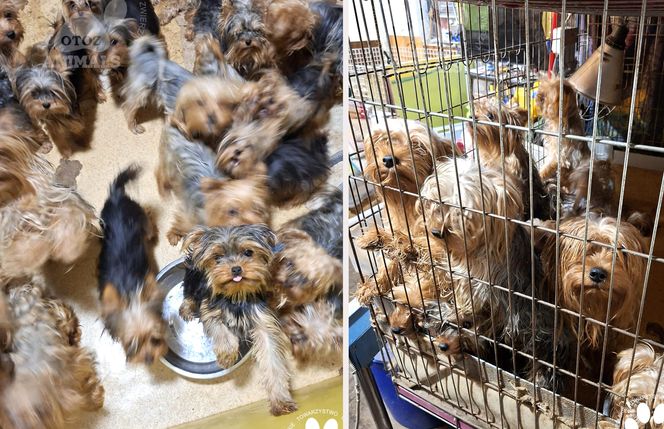 Nie żyje właścicielka pseudo hodowli w Bydgoszczy! 85 psów żyło w strasznych warunkach