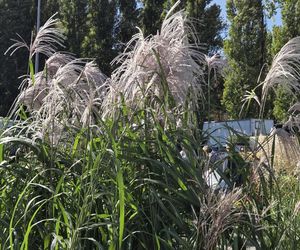 Jesienny Kiermasz Ogrodniczy w Bydgoszczy przyciągnął miłośników zieleni i smakołyków!