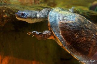 Sensacja we wrocławskim zoo. Na świat przyszły rzadkie żółwie wężoszyje 