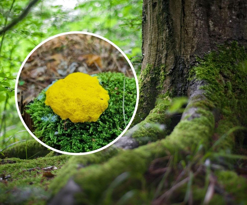 Jaskrawożółty twór spaceruje po polskich lasach. Czym jest masło czarownicy? [ZDJĘCIA]