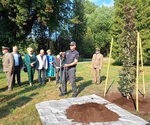 Trzy młode buki purpurowe na Skwerze Leśników Polskich wspólnie zasadzili pracownicy Nadleśnictwa Siedlce i Lasów Państwowych, władze miasta Siedlce i radni.