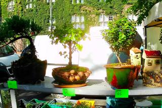 Kiermasz ogrodniczy na Wałach Chrobrego