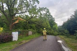 Powalone drzewa i uskodzone dachy. Lubelskie po wichurze
