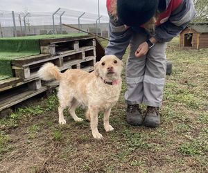 Psy przywiezione z powodzi do schroniska w Henrykowie koło Leszna ciagle czekają na adopcję