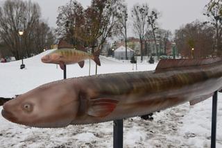 W Węgorzewie stanęły makiety rzeźb ryb [ZDJĘCIA]