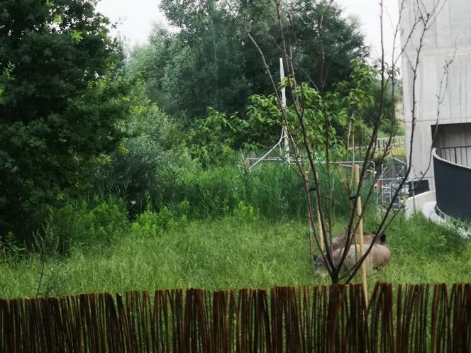 Dziki na osiedlu Czerwone Maki w Krakowie