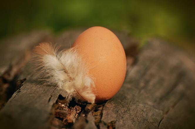 Salmonella wciąż atakuje