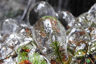 Takie cuda w Karkonoszach. Natura wystroiła rośliny w kryształowe bombki 