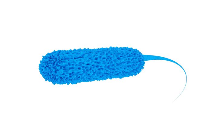 Jakie są typowe objawy zatrucia bakterią E.coli?