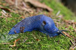 Niebieskie ślimaki można spotkać na górskich szlakach i nie tylko. Trwa prawdziwa inwazja!