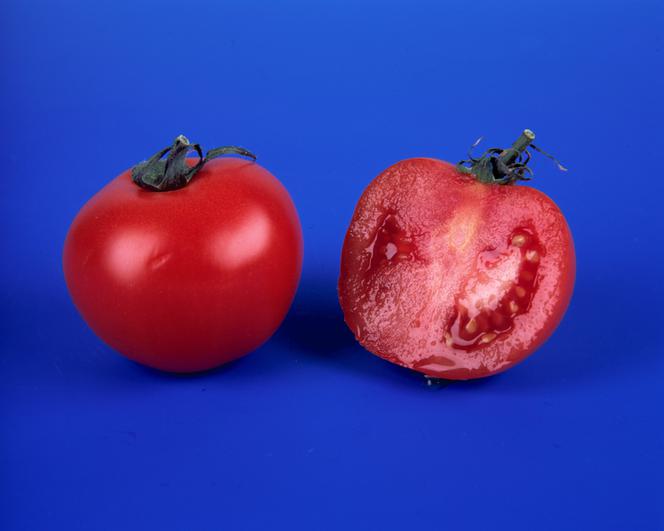 Pomidor, pomidory