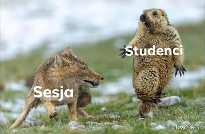 17 listopada. Dzień Studenta. Zobacz najśmieszniejsze MEMY!