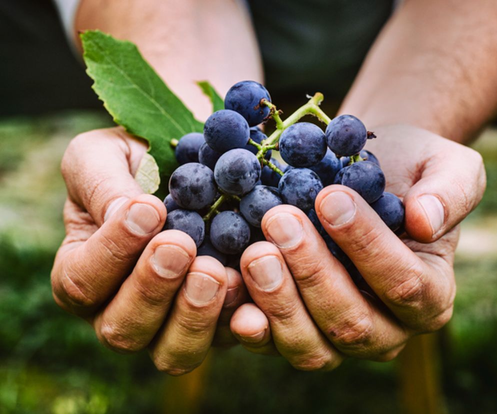 Bor - działanie, suplementacja, wpływ na zdrowie