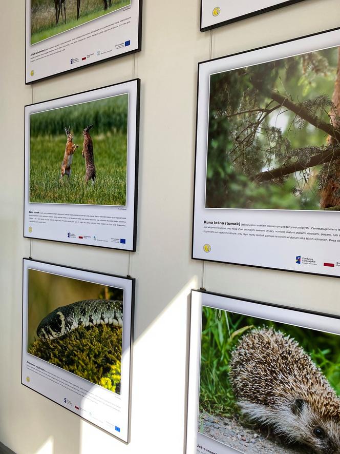 Zwierzęta i natura powiatu iławskiego zawitały do iławskiej Biblioteki Miejskiej